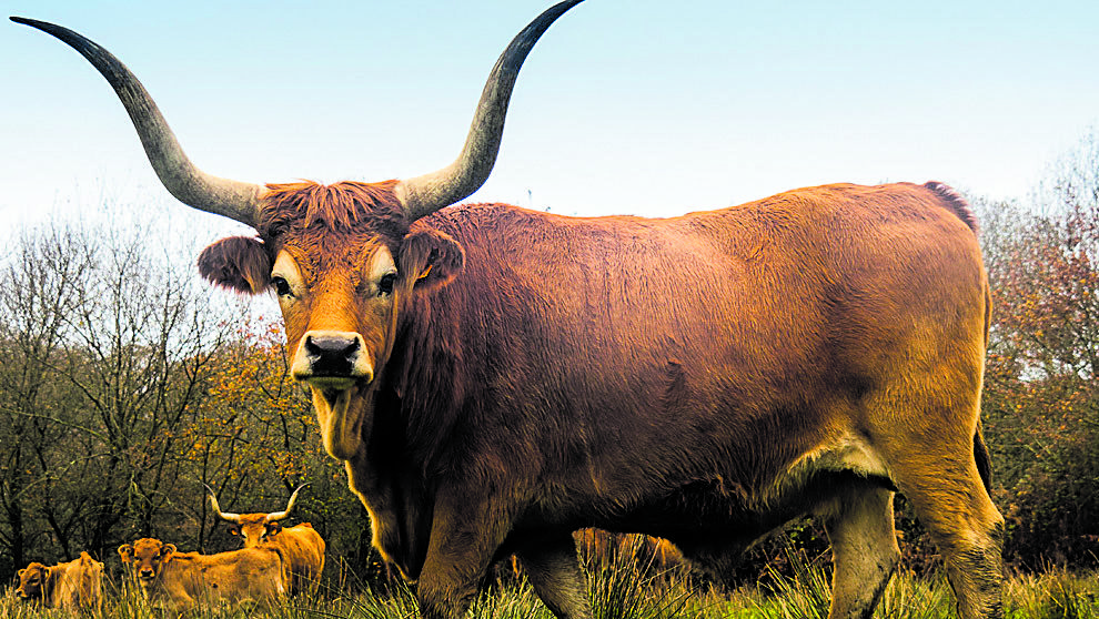 Cachena de ganadería propia con la que hacen sus carnes.