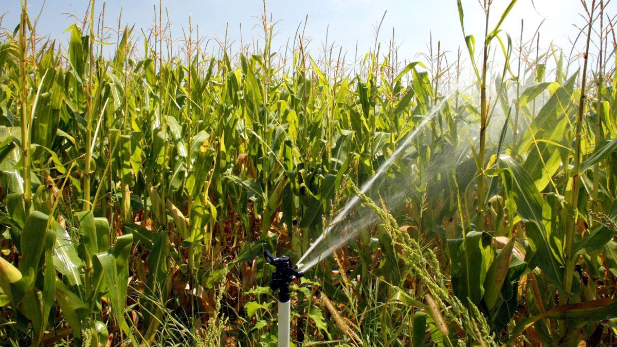 Riego por aspersión.| ICAL