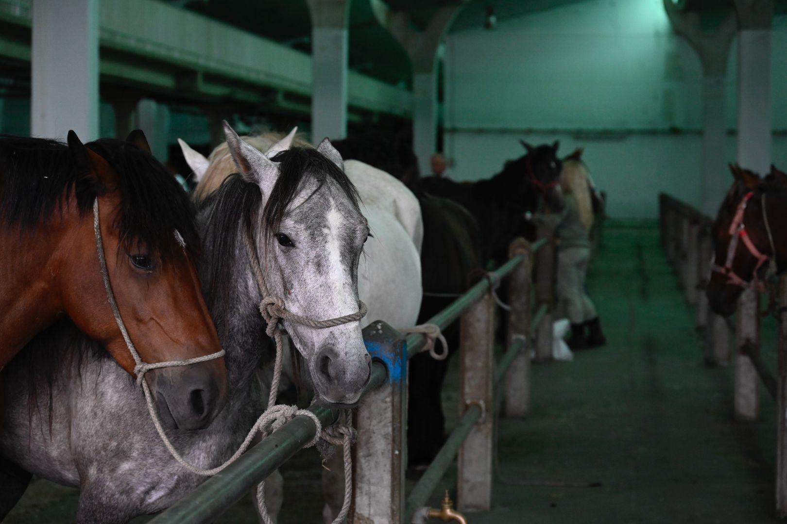 Feria equina de San Juan en León. | SAÚL ARÉN