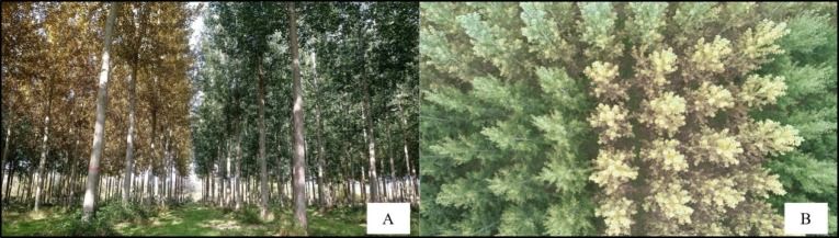 Imágenes de la detección de enfermedades en choperas.