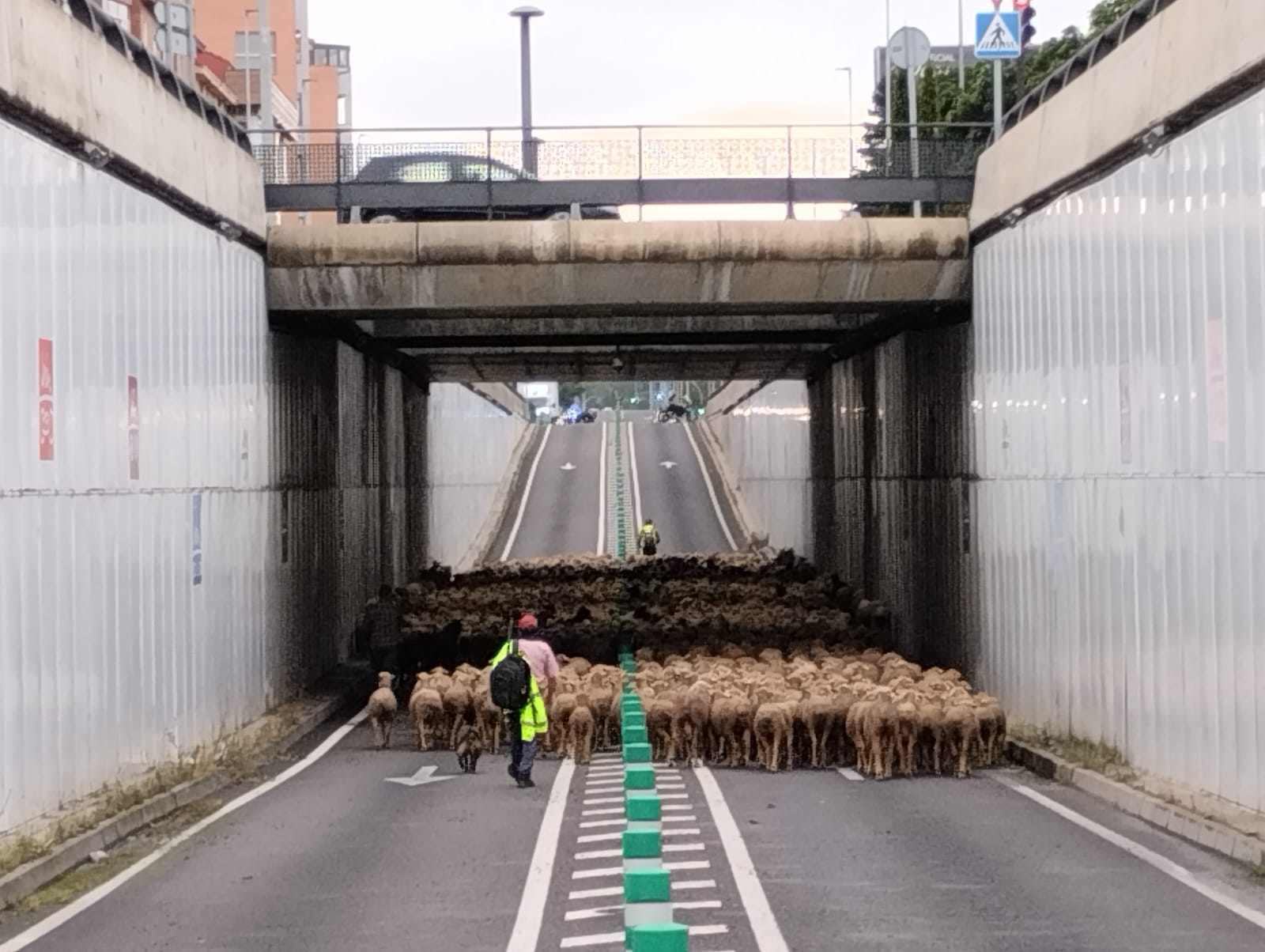 Rebaño de ovejas en Michaisa, en el sur de León. | FÉLIX GARCÍA Rebaño de ovejas en Michaisa, en el sur de León. | FÉLIX GARCÍA