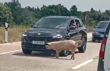 Un cerdo pasea entre los coches en la carretera de Asturias en León. Un cerdo pasea entre los coches en la carretera de Asturias en León.