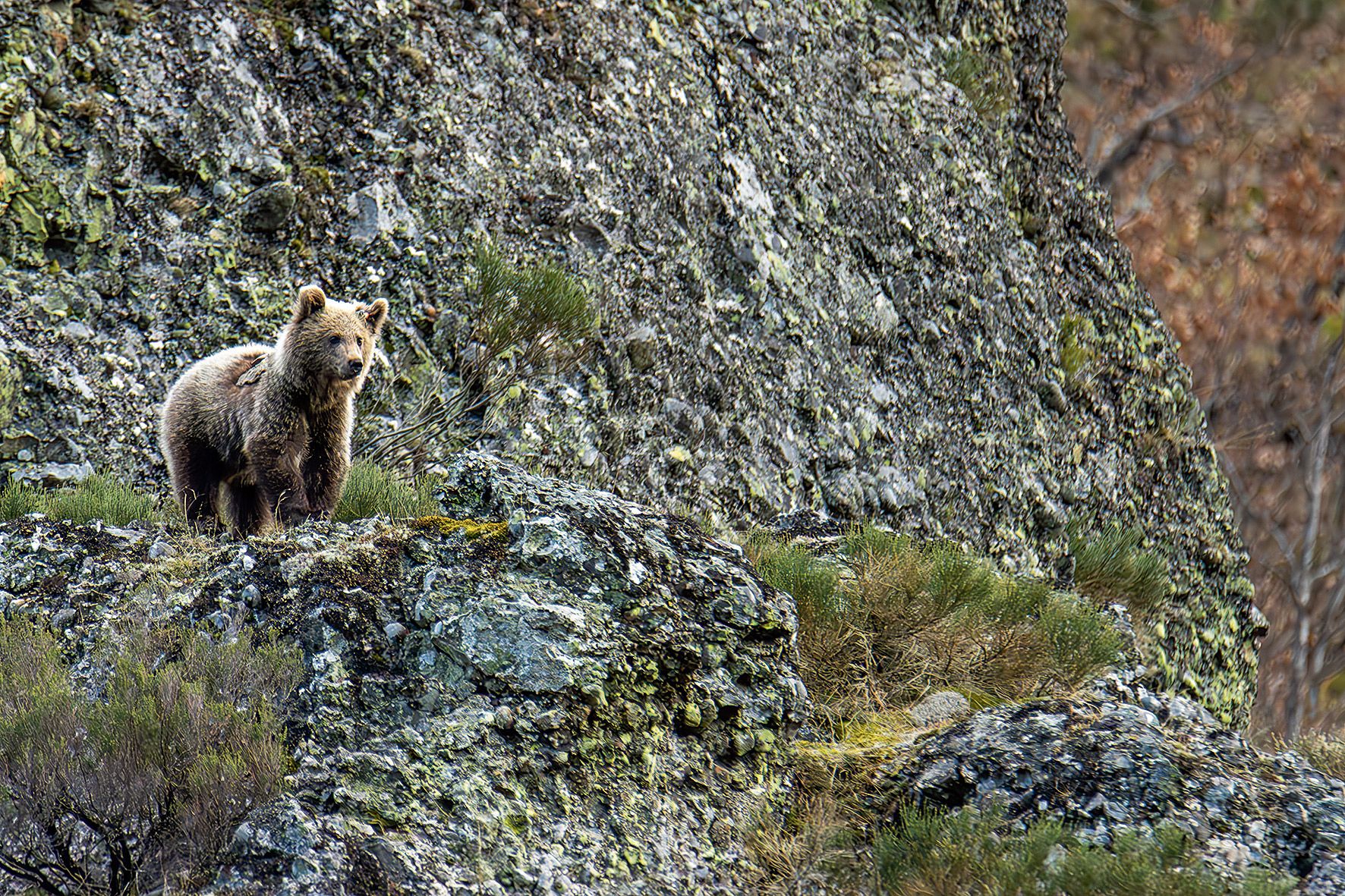 El osín Barniedo, devuelto a su hábitat tras sufrir quemaduras en un incendio en 2024. | JORGE ESCANCIANO