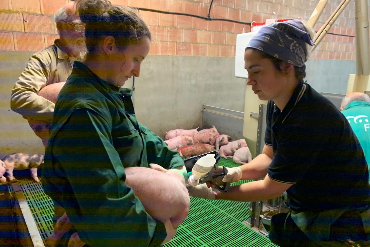 Administración de la vacuna Biobhyo en una granja porcina |L.N.C.