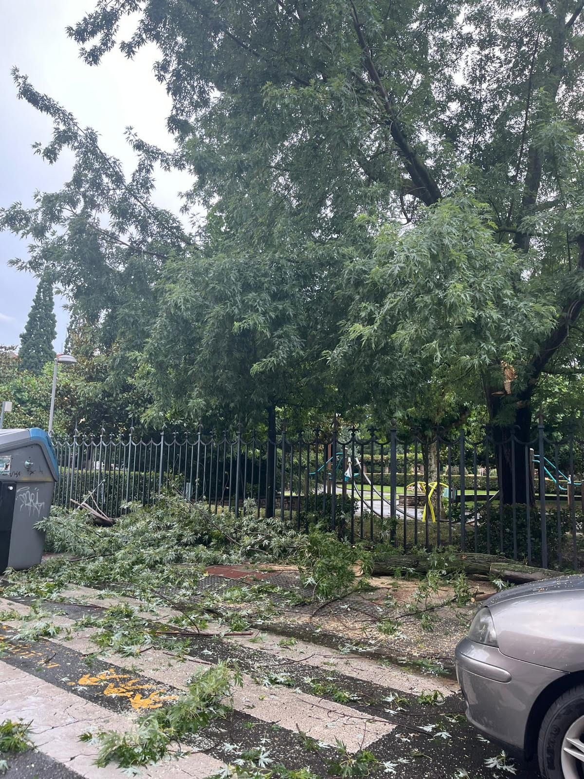 Imagen de las ramas descolgadas del árbol en el Parque de los Reyes. | L.N.C.