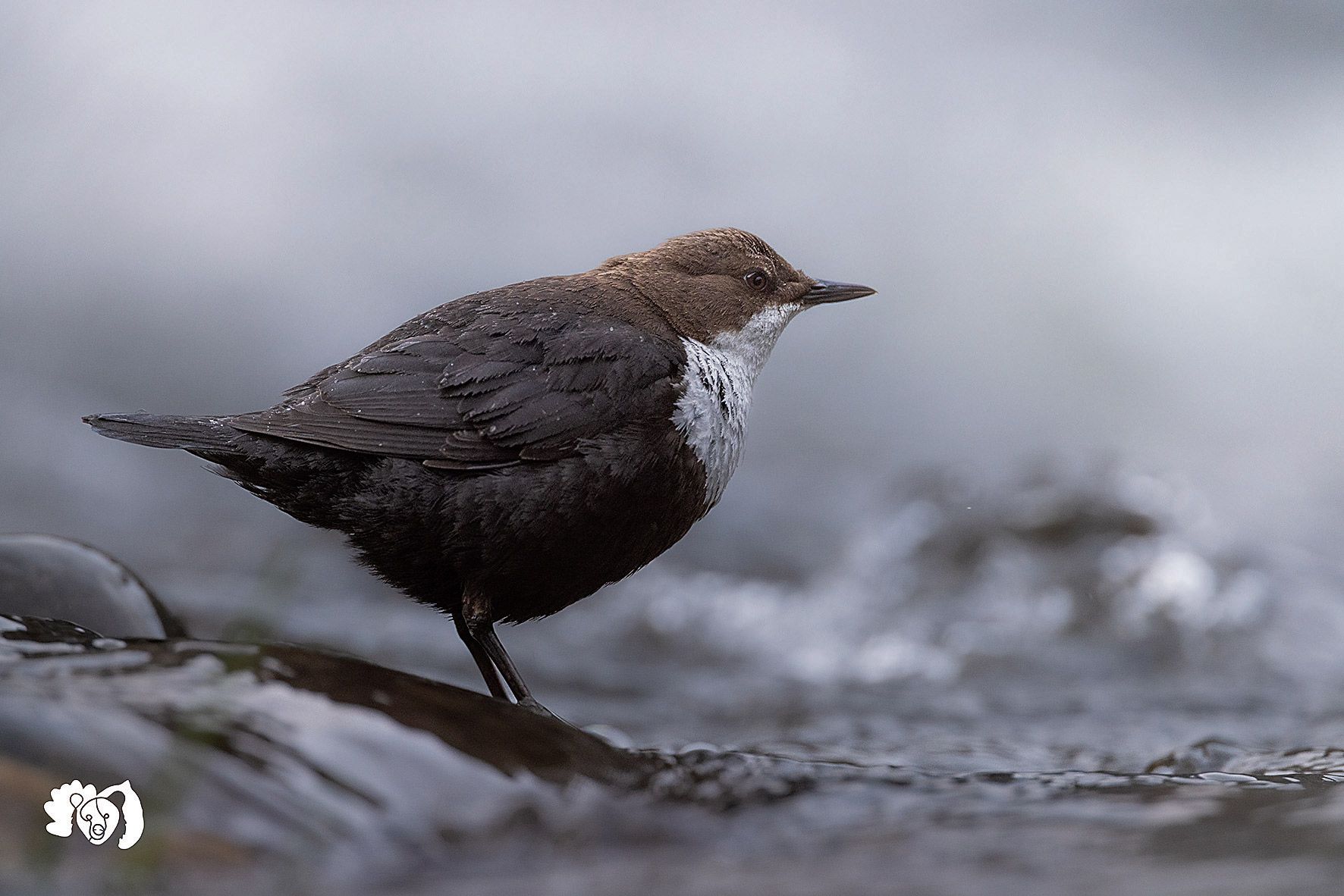 En esta foto de perfil podemos apreciar la forma rechoncha del mirlo acuático. | JORGE ESCANCIANO