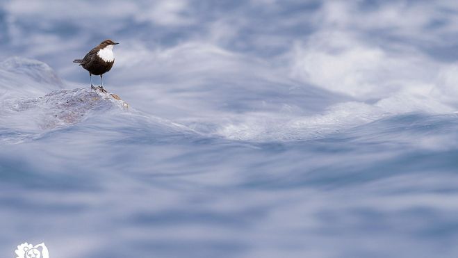 Imagen MIRLO 2 Imagen MIRLO 2