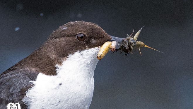 Imagen MIRLO 1 Imagen MIRLO 1