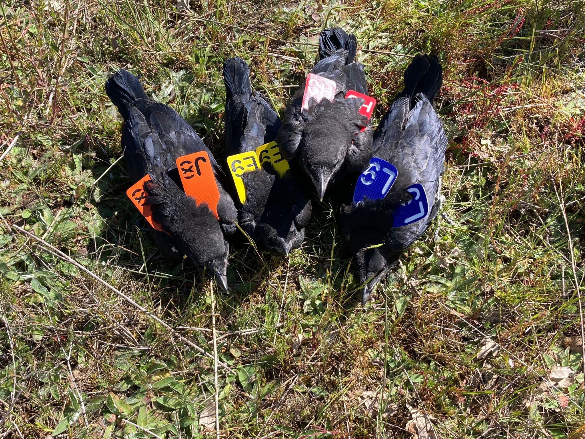 Estudio sobre las corvejas en la Universidad de León. | L.N.C. Estudio sobre las corvejas en la Universidad de León. | L.N.C.