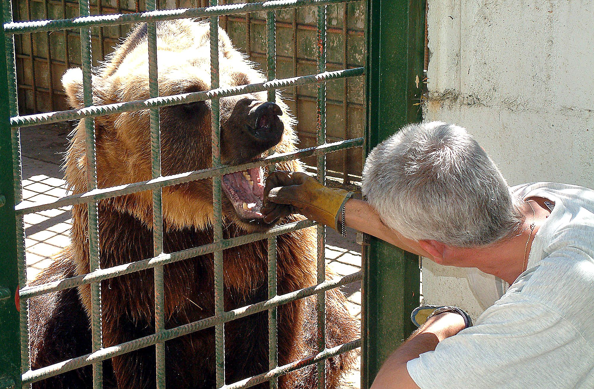 Ponderoso, uno de los dos osos que habitan en el Coto Escolar de León, en una imagen de archivo. | ICAL