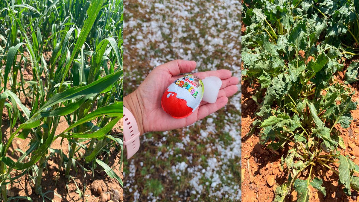 Distintos cultivos dañados de la provincia dañados por las tormentas y tamaño del pedrisco caído en julio. | L.N.C.