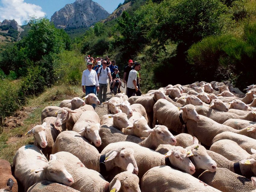 La llegada del rebaño con sus pastores, pastoras y curiosos marcó la mañana, junto a la ruta inclusiva para discapacitados, típica del lugar. | MAURICIO PEÑA