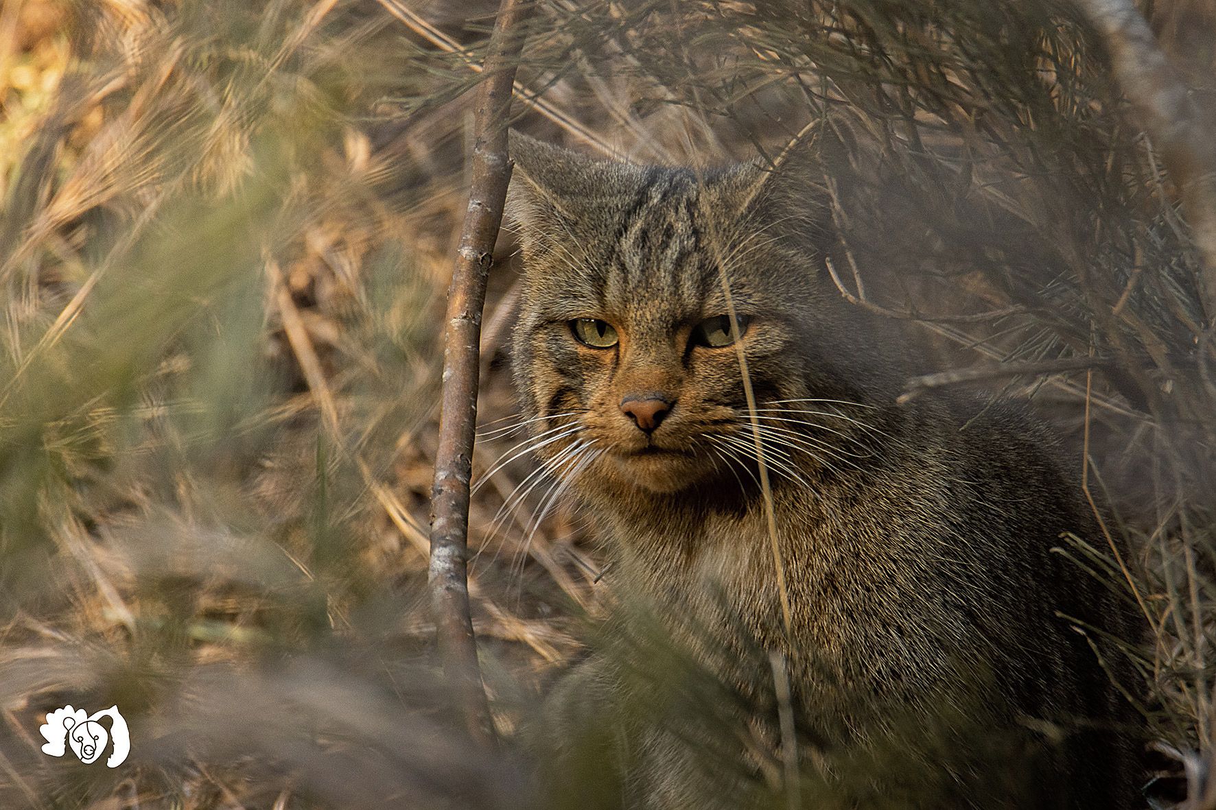 El gato montés se asemeja tanto a un gato doméstico de color gris que mucha gente no sabía y aún no sabe de su existencia. | JORGE ESCANCIANO