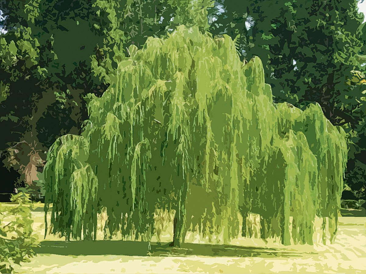 sauce centenario relato