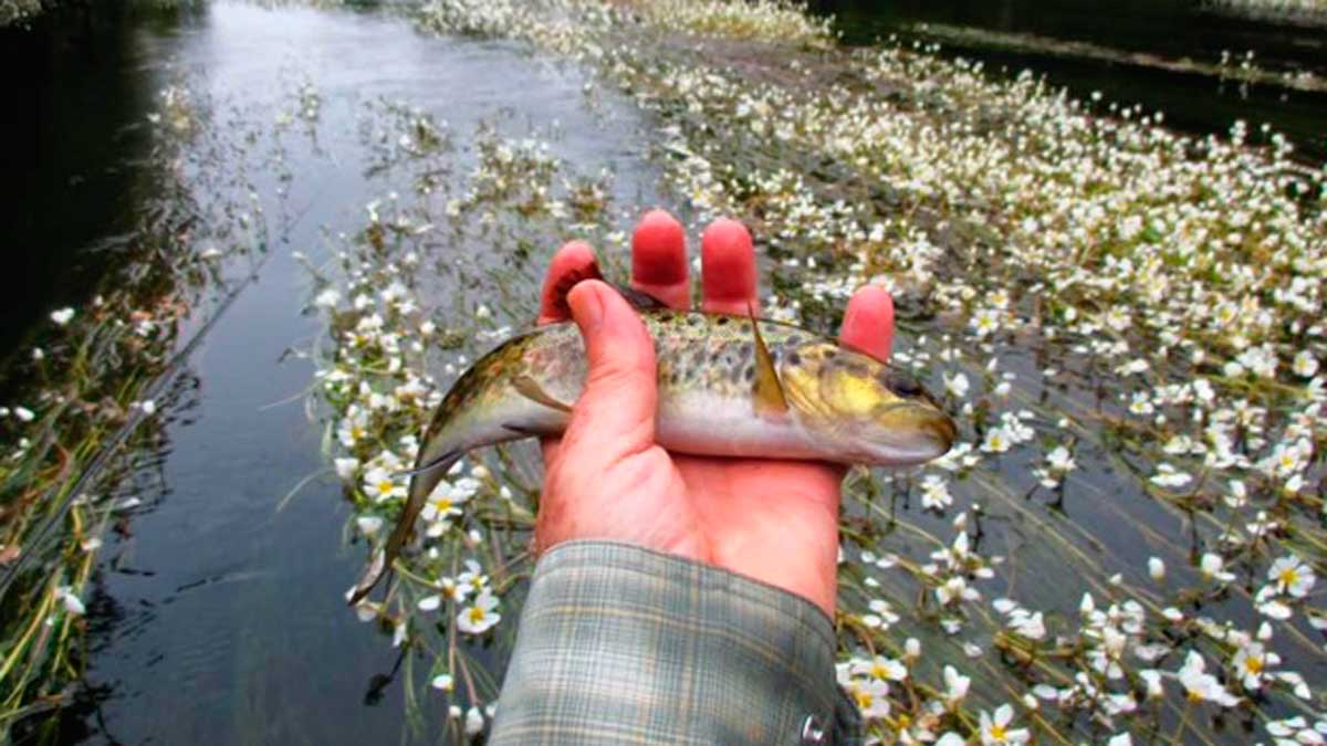 Las ovas comienzan a aparecer en muchos ríos en primavera | R.P.N.