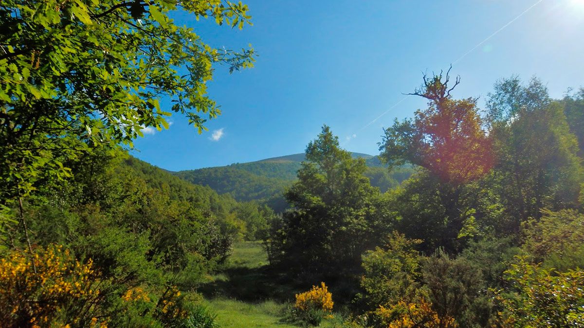 Bosque de Hormas, Parque Regional de los Picos de Europa. | LNC