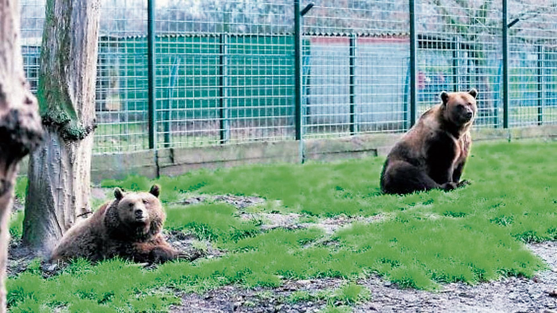 Los osos del Coto Escolar, Luna y Ponderoso. | PACMA