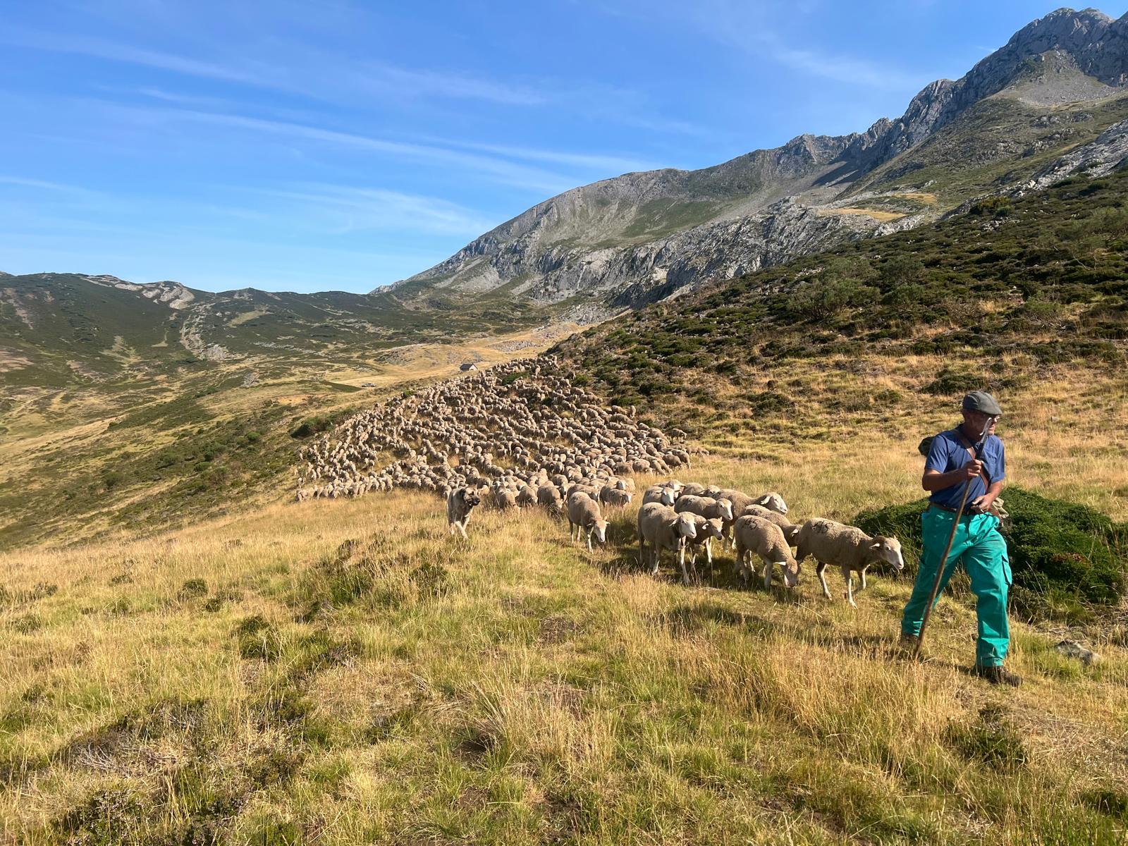 Aventura trashumante en La Cueta de Babia (1)