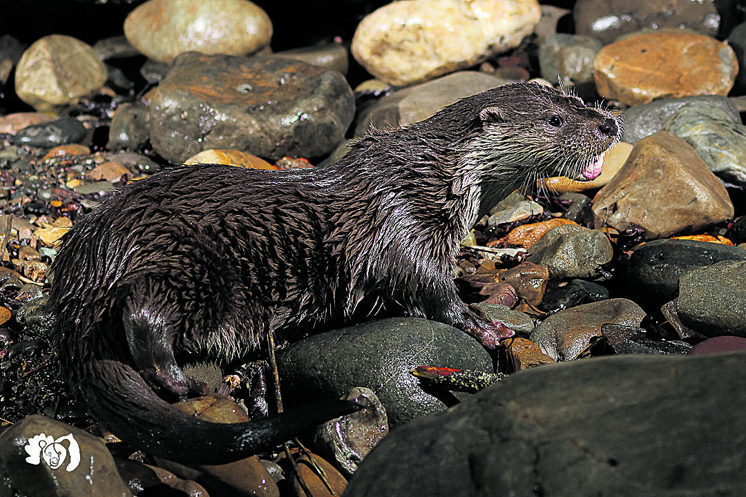 Aquí podemos apreciar el denso pelaje de la nutria. |JORGE ESCANCIANO