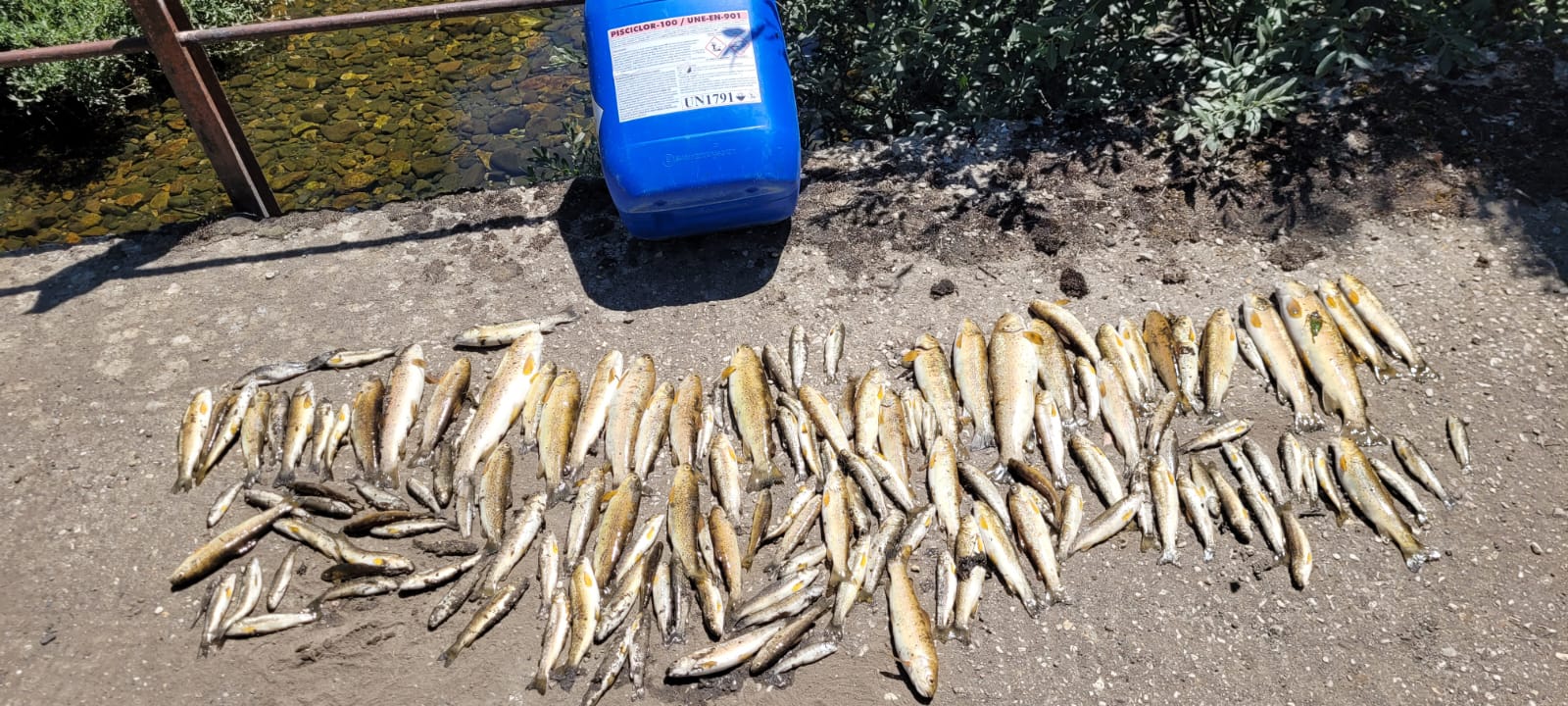 Truchas recogidas en el tramo envenado de Almuzara, junto a la garrafa encontrada. | JCYL MEDIO AMBIENTE