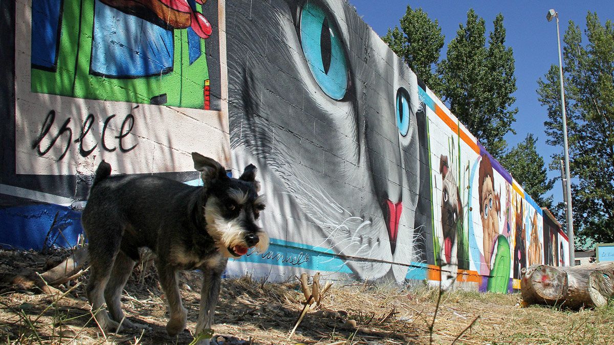 Un grupo de grafiteros pinta el muro de la Protectora de Animales de León. | ICAL