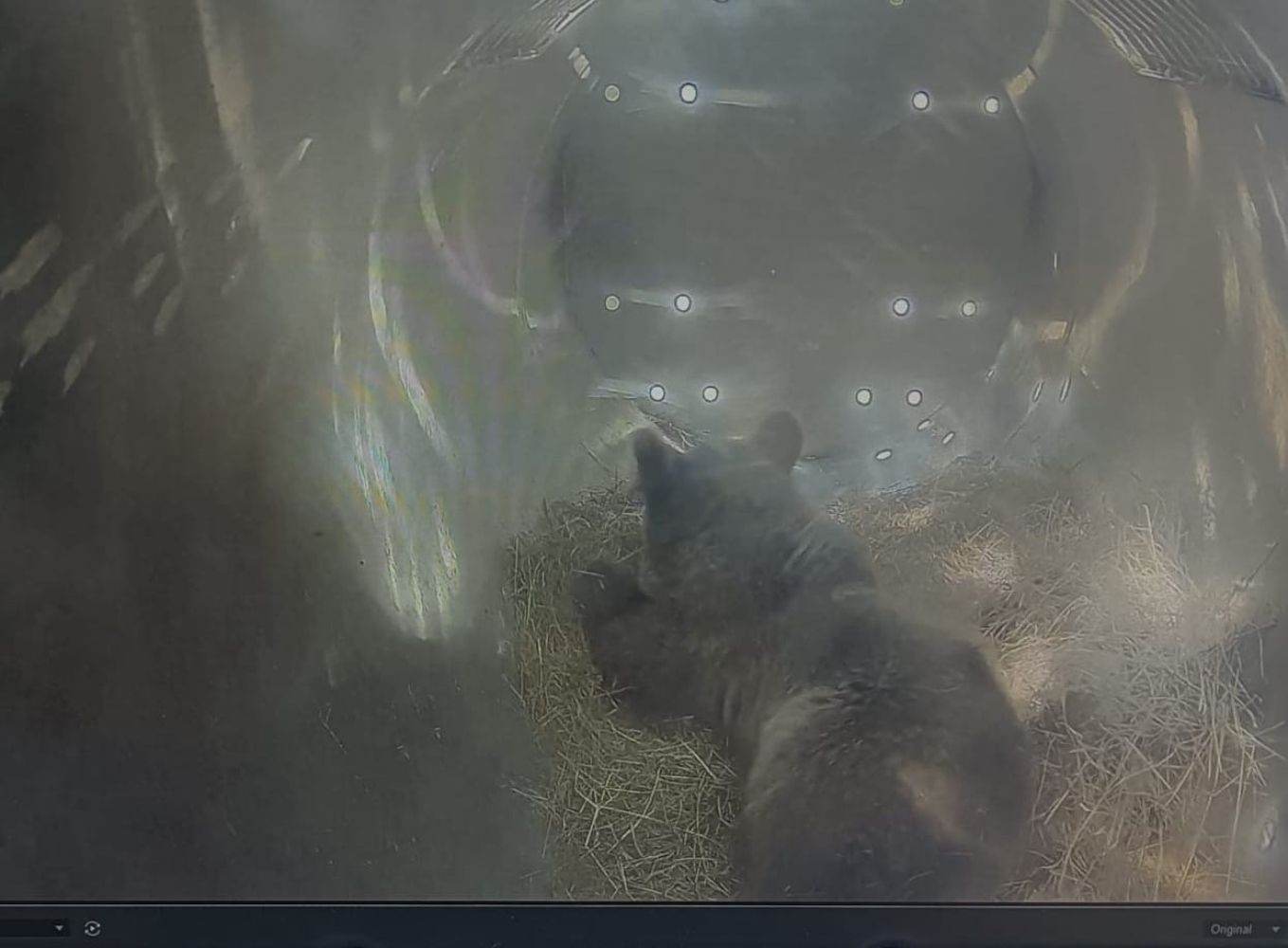 La osezna Alba es trasladada al recinto de aclimatación de osos pardos de Valsemana |Jcyl