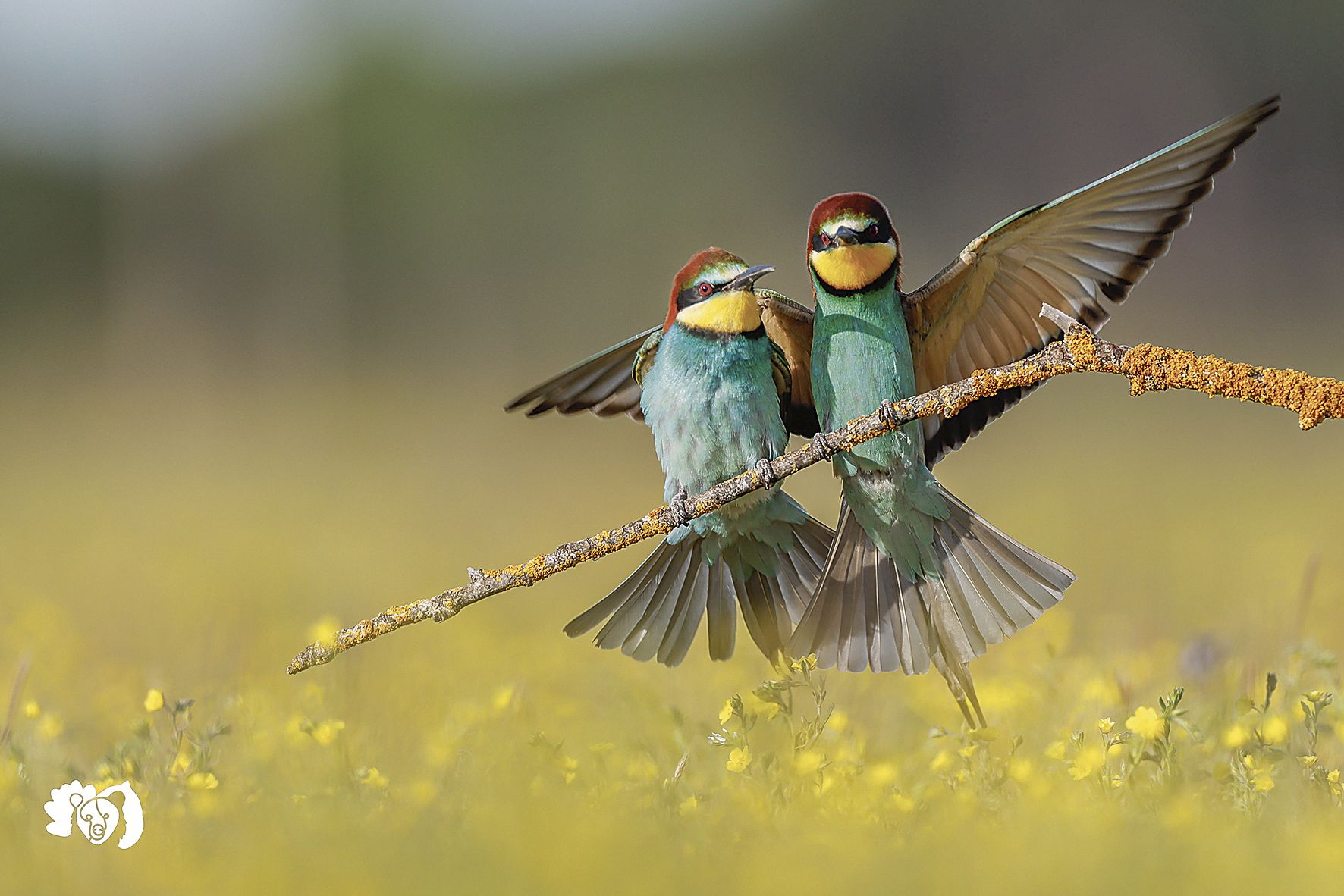 Imagen jorge pájaro 4