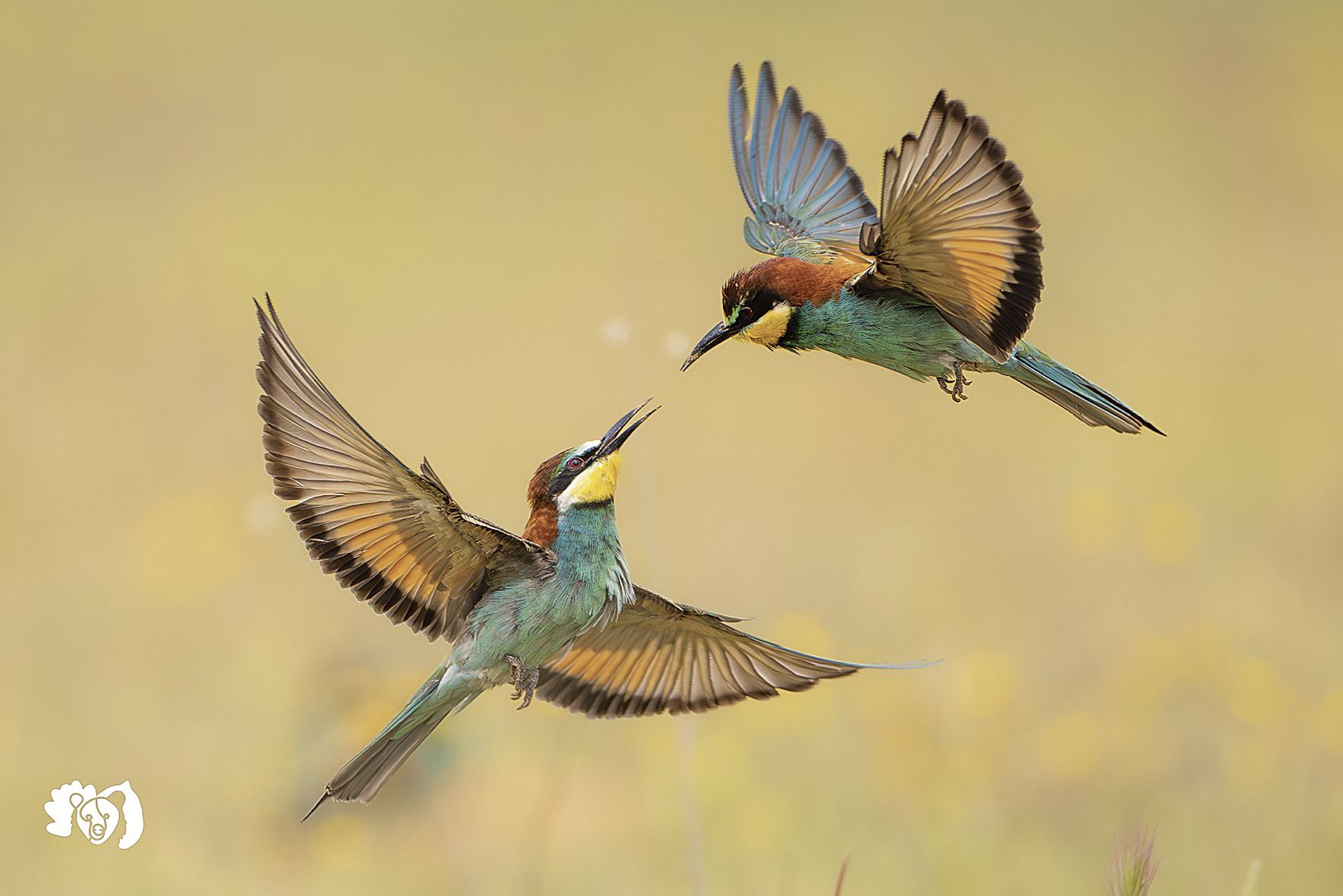 Es una ave migratoria transahariana, es decir, pasa los inviernos en África, al Sur del Sahara, y recorre todo el camino hasta Europa para criar | Jorge escanciano