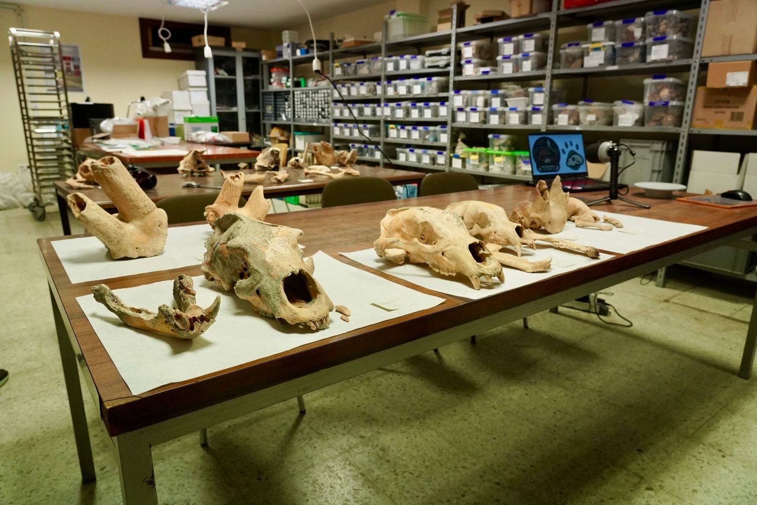 Presentación de la campaña de recuperación de restos de fauna del Cuaternario en cuevas de León (1) Presentación de la campaña de recuperación de restos de fauna del Cuaternario en cuevas de León (1)