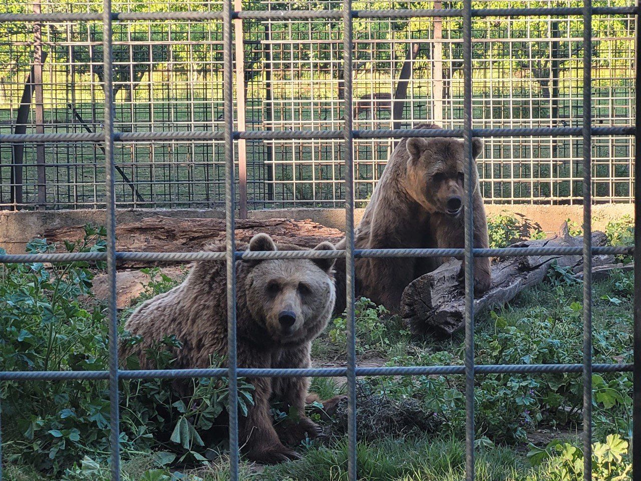 Imagen de Luna y Poderoso en el Coto de León. |L.N.C.