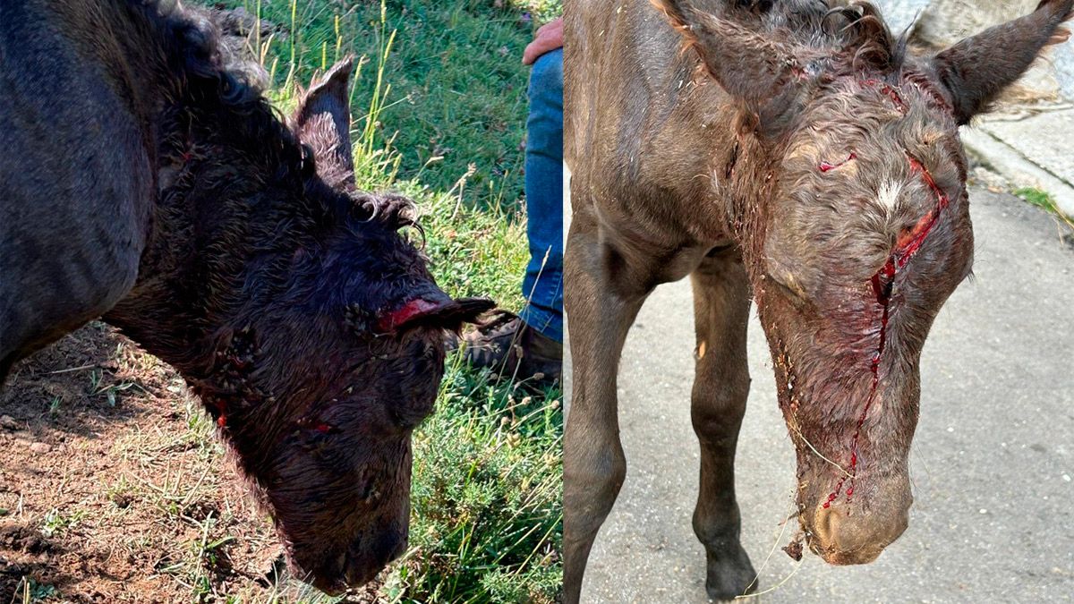 Potros atacados por el lobo en Maraña. | L.N.C. Potros atacados por el lobo en Maraña. | L.N.C.