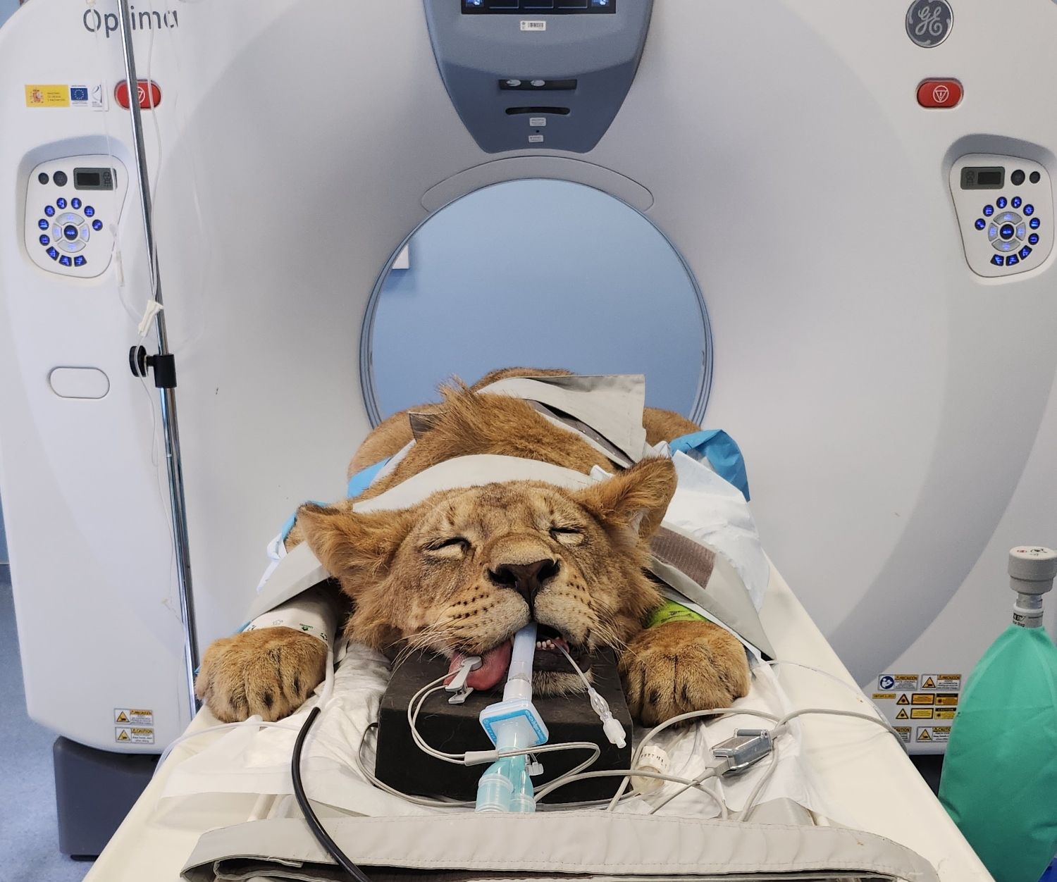 HospitalVeterinarioULE LeonesdeCabarceno (6) (1)