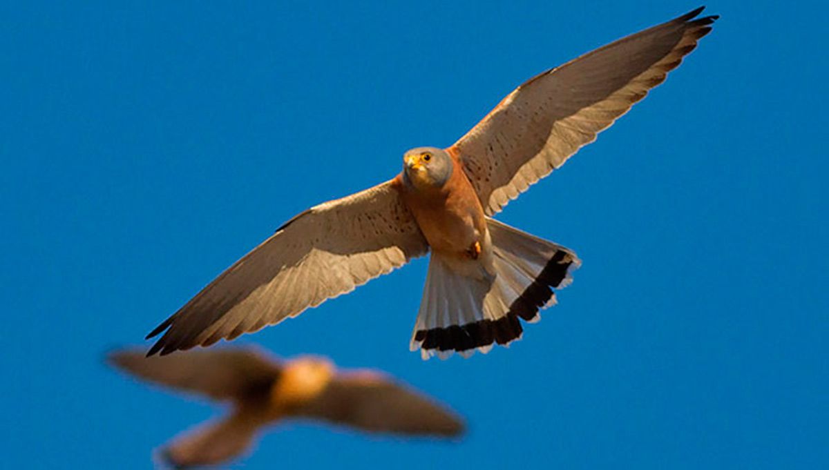 El cernícalo primilla está en el libro rojo de la fauna protegida de España. | L.N.C.
