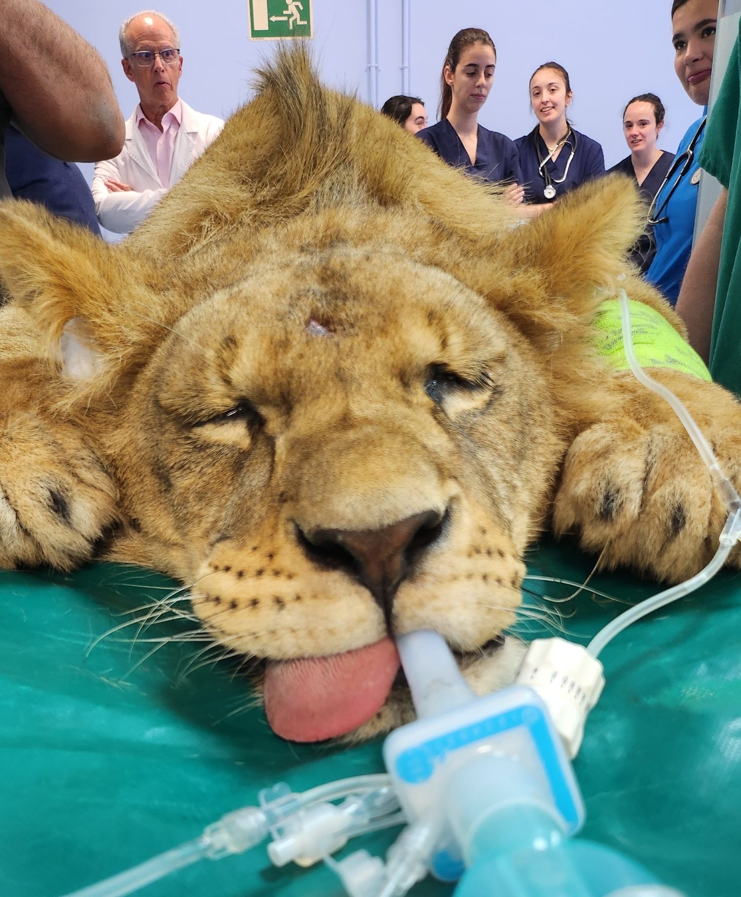 HospitalVeterinarioULE LeonesdeCabarceno (4) (1) HospitalVeterinarioULE LeonesdeCabarceno (4) (1)