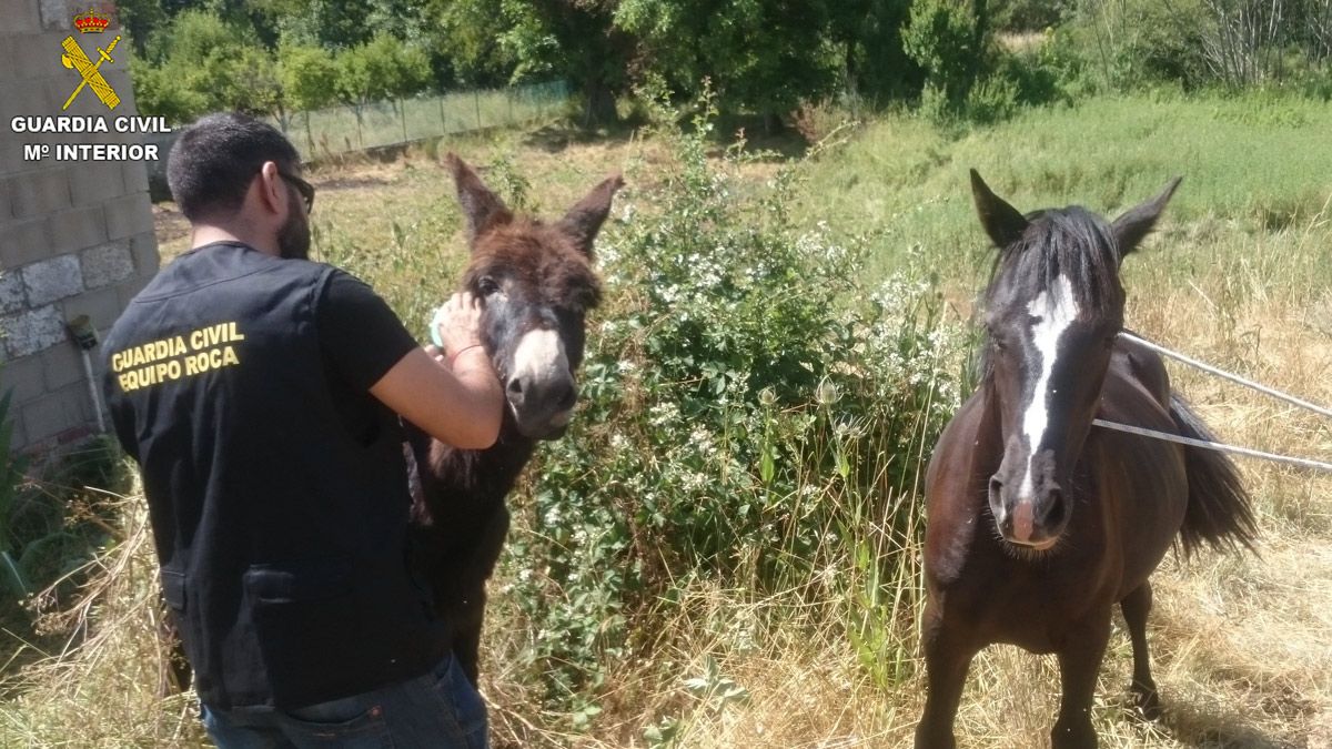 Imagen de los animales recuperados por la Guardia Civil.