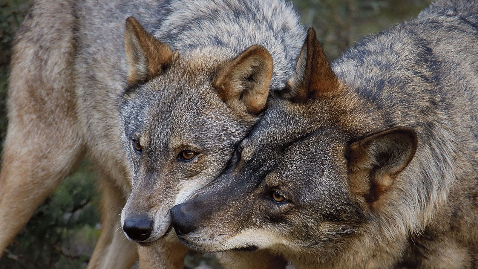 Pareja alfa en Robledo de Sanabria. | JORGE ESCANCIANO