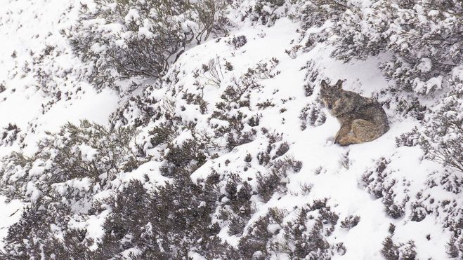 Vive en el norte de la península, en el sur es testimonial. JORGE ESCANCIANO