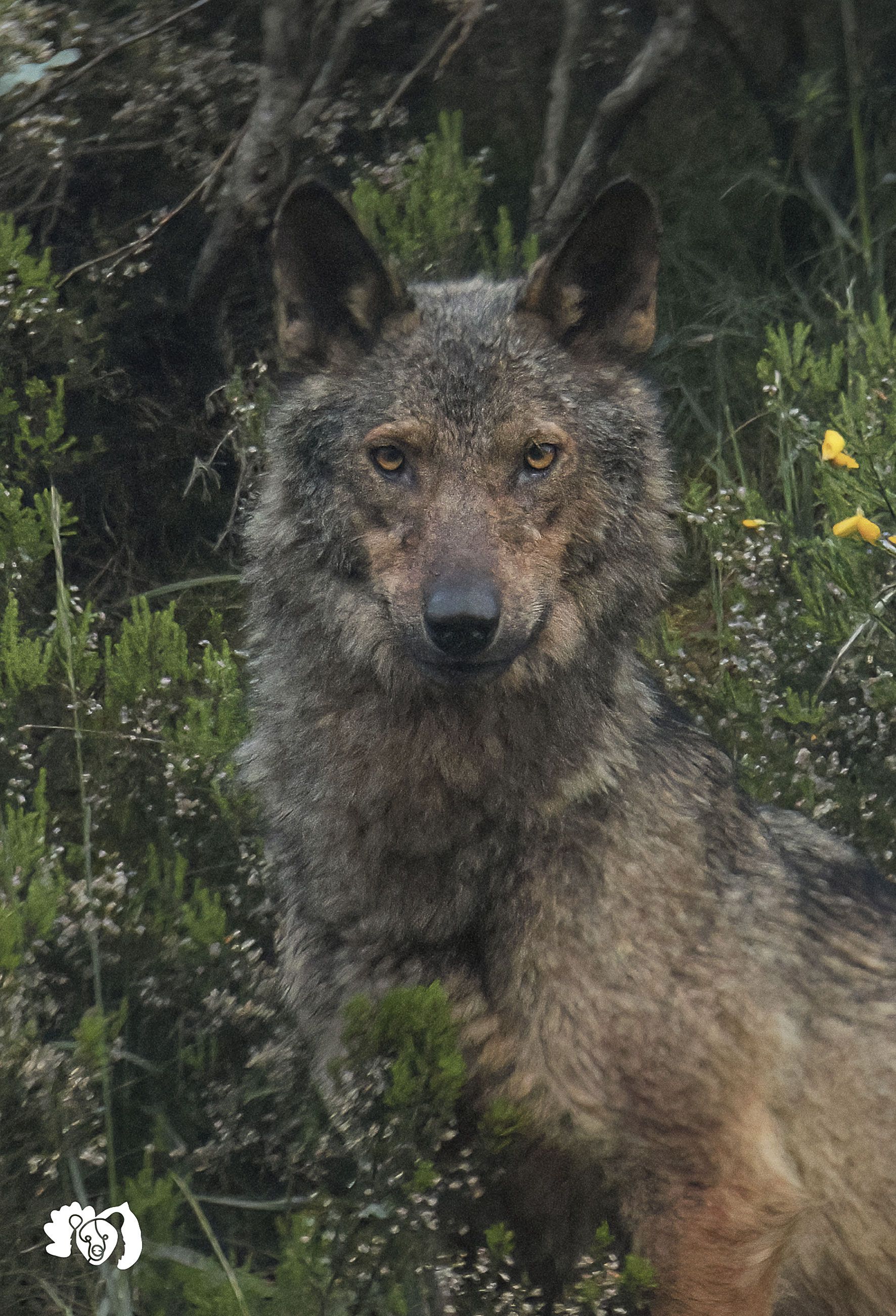 El lobo sigue alimentando la polémica.  JORGE ESCANCIANO