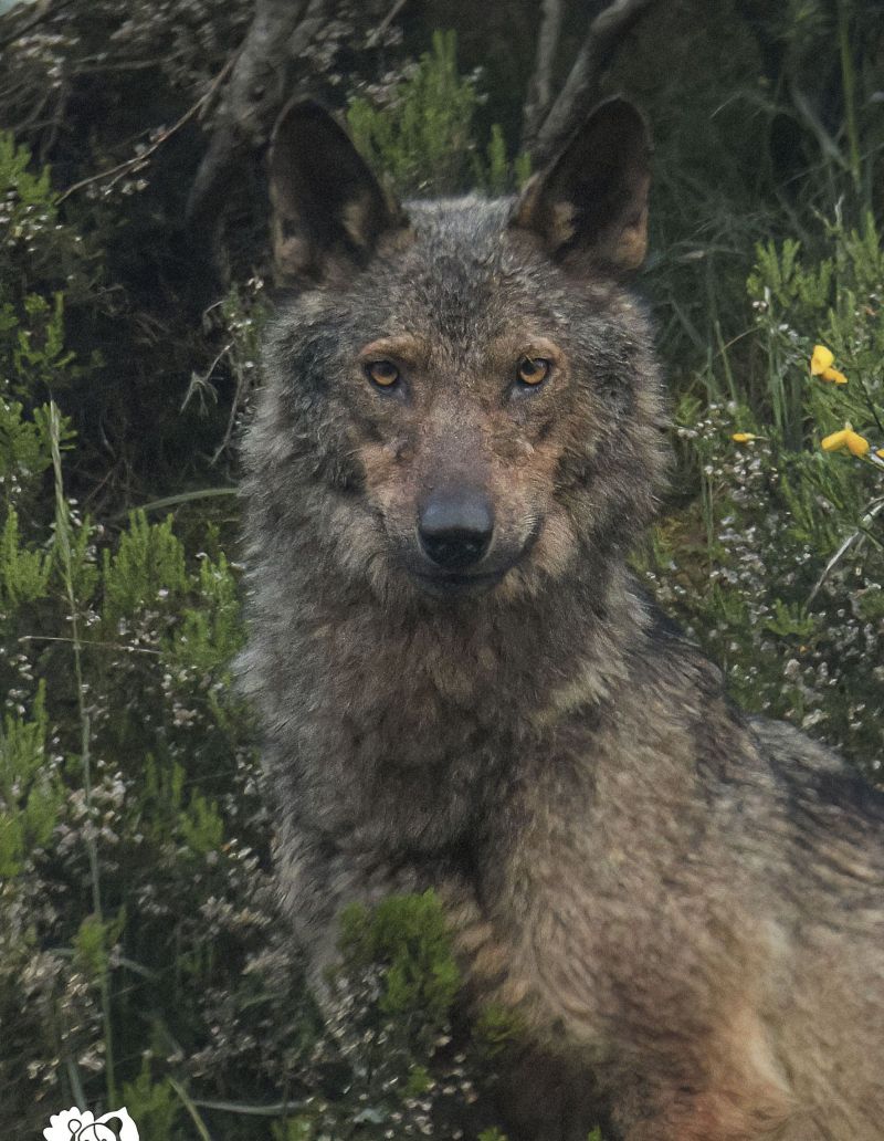 El lobo es un animal muy inteligente y capaz de adaptarse como pocos.JORGE ESCANCIANOo