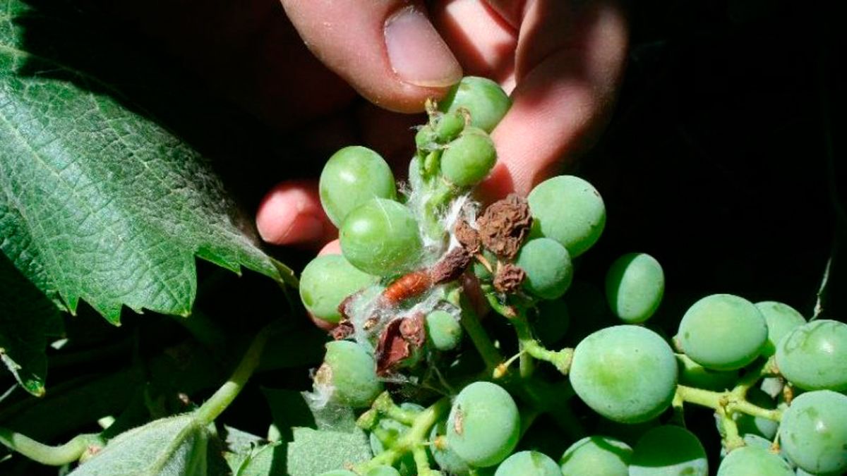 Alerta por polilla de racimo en el Bierzo.