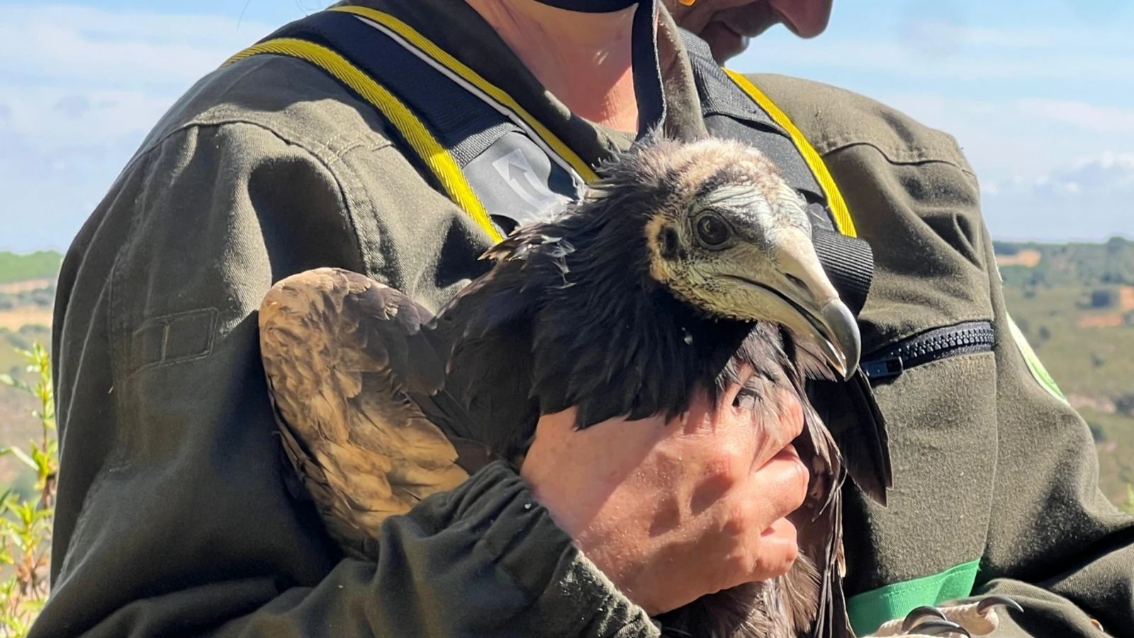 Imagen de archivo de uno de los ejemplares de este pequeño buitre | Jcyl