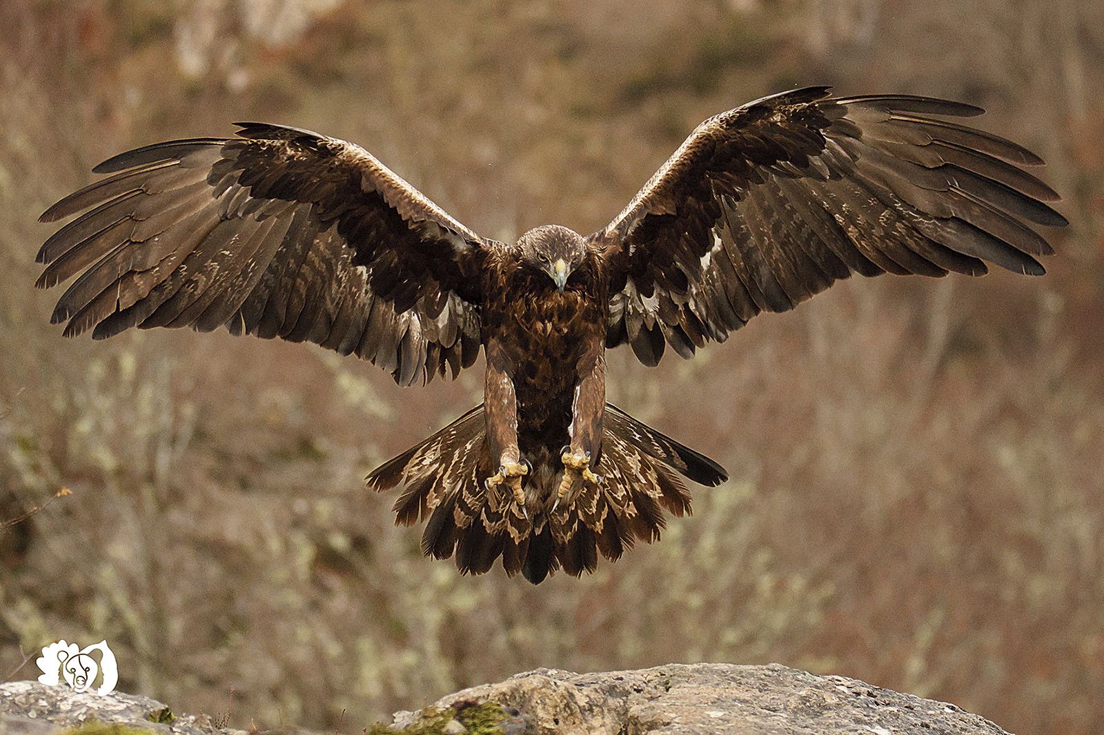 Con una envergadura alar de casi 2,5m en las hembras, es la dueña y señora de los farallones calizos de nuestra querida Cordillera Cantábrica. | JORGE ESCANCIANO