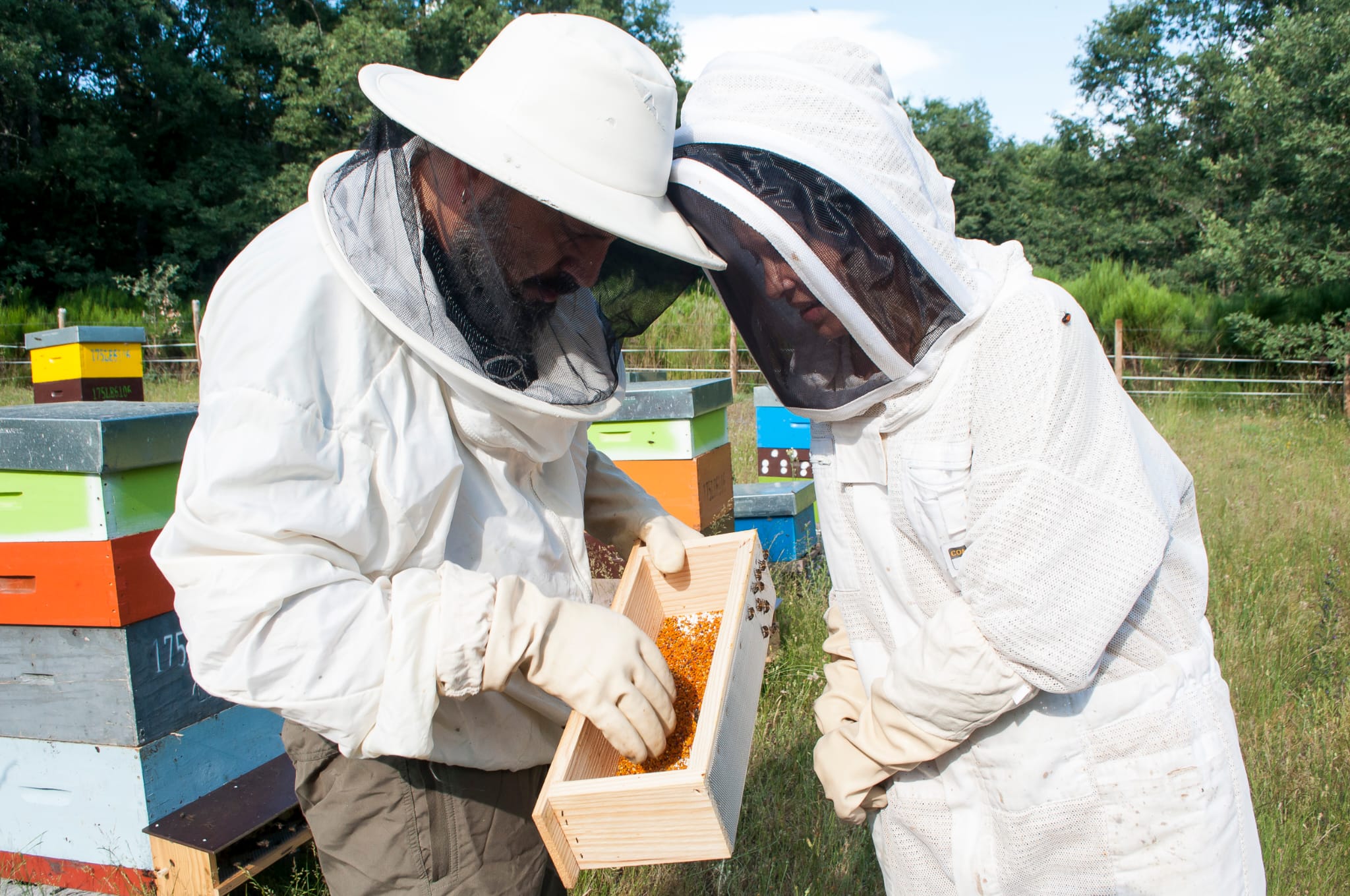En el colmenar de Los Izanes., recogida de polen.