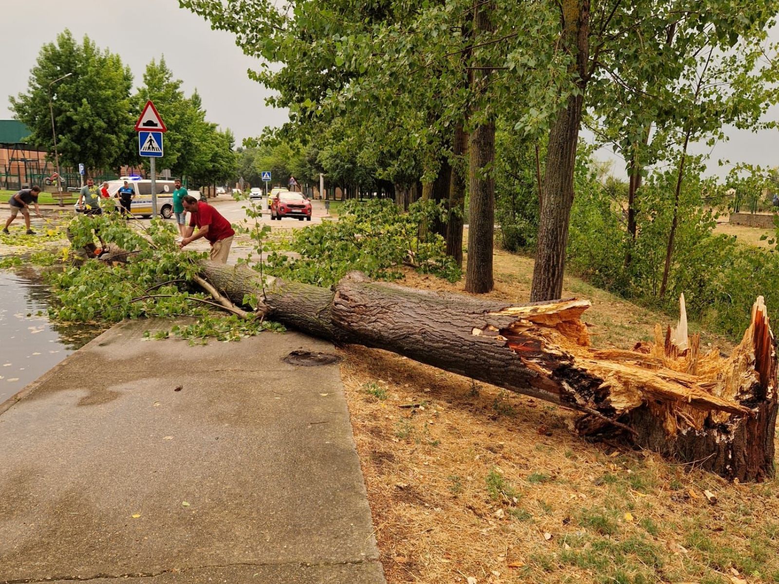 Árbol derribado por la tormenta en una de las zonas afectadas de Astorga | L.N.C. 