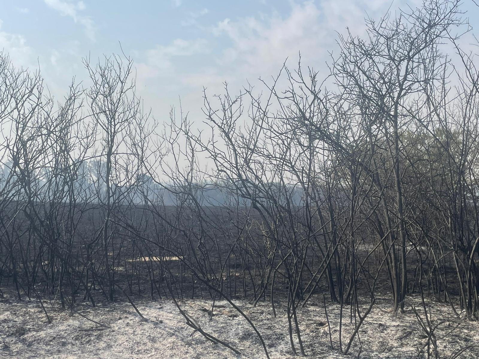 Así ha afectado el incendio de Almanza a Canalejas 