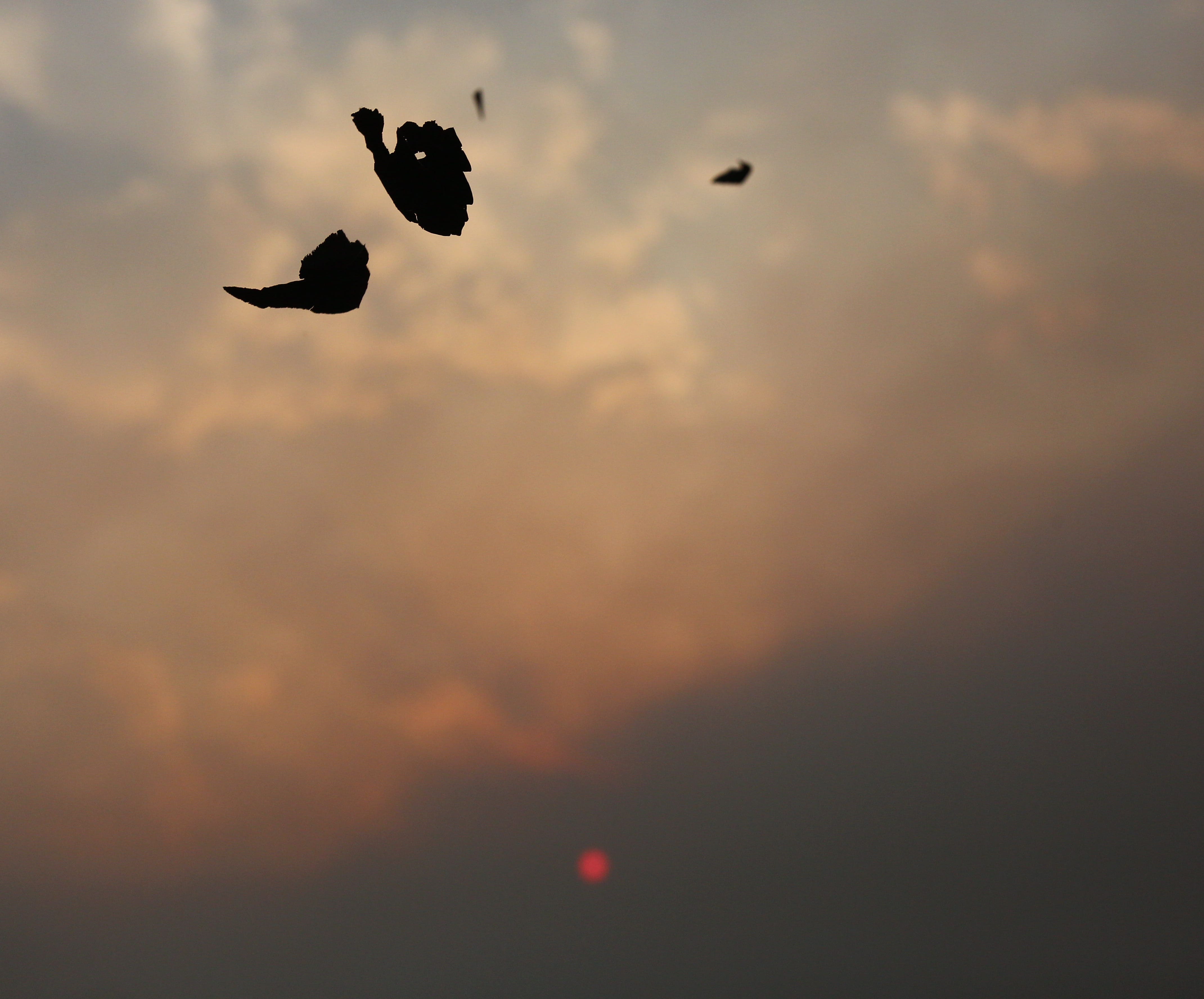 Lluvia de ceniza en Ponferrada de los diferentes incendios que están activos alrededor de la comarca del Bierzo. | CÉSAR HORNIJA (Ical)