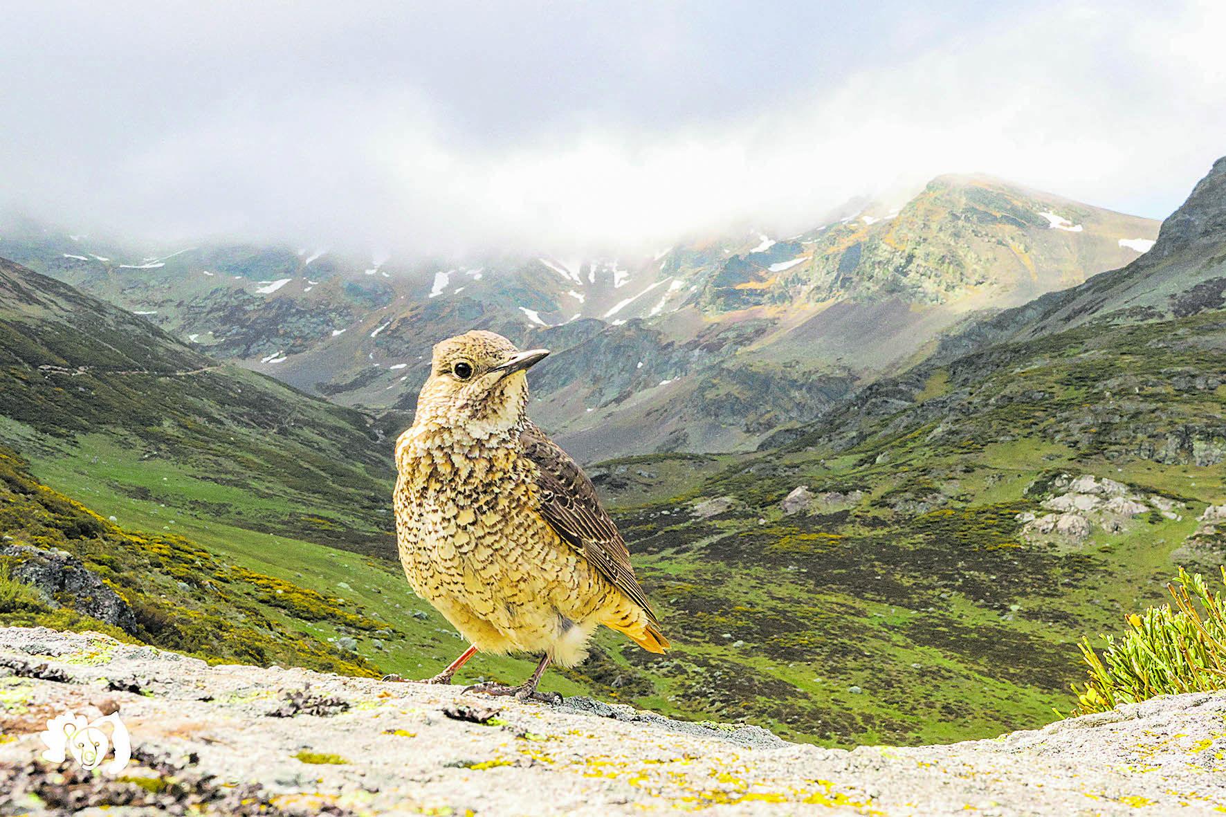 Hembra de roquero rojo con el Valle de Lechada al fondo;tal vez ese valle tardaremos muchos años en verlo como luce en esta fotografía. | JORGE ESCANCIANO