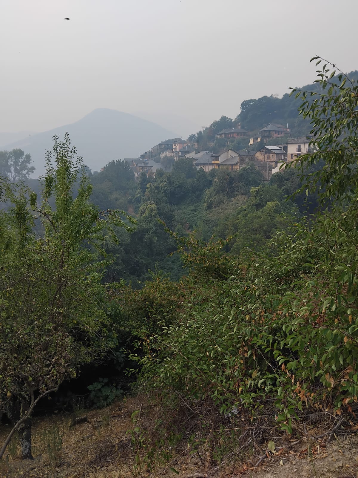 Ozuela al fondo, con la masa vegetal por delante.