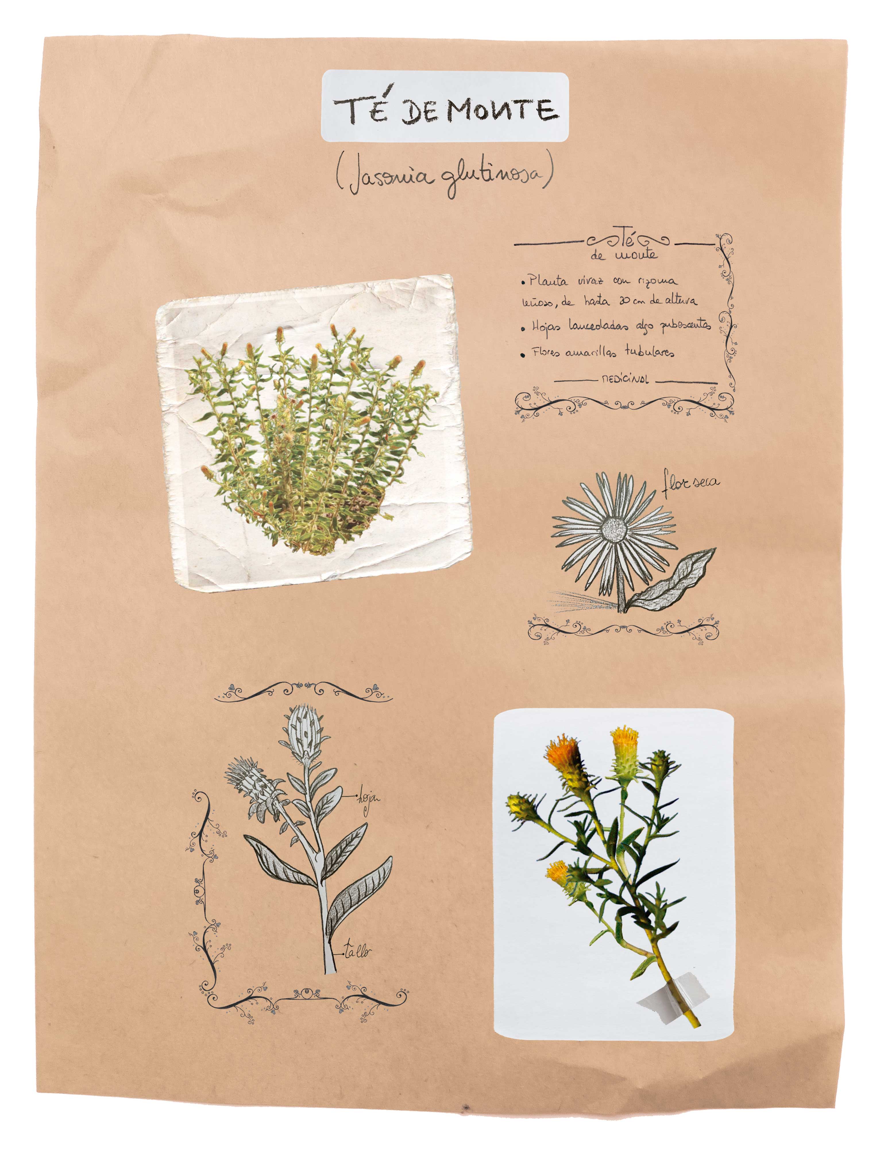 Donde el té de monte guarda las promesas. | MAYKA GARCÍA / NOELIA GARCÍA