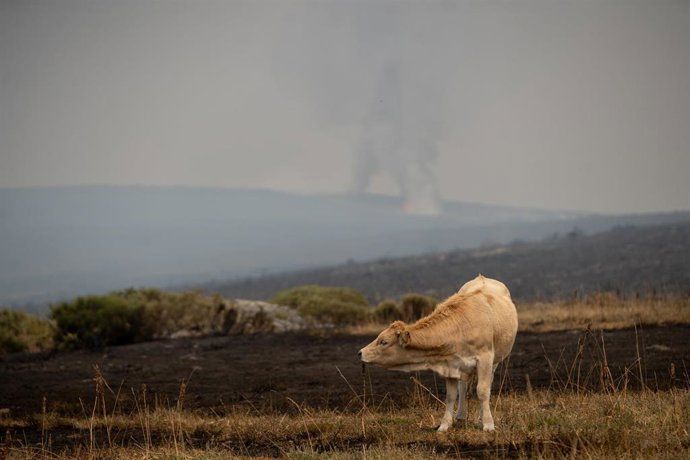 Una vaca con un incendio forestal al fondo, a 19 de agosto de 2025, en España. | EUROPA PRESS
